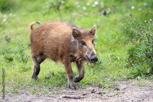 Single juvenile Wild boar in a forest during summer period