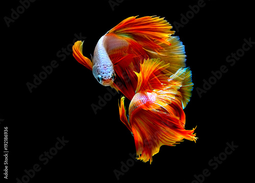 Beautiful movement Betta splendens , siamese fighting fish,colorful, isolated black background.