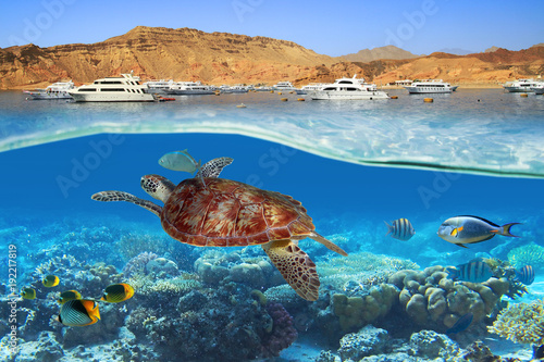 Turtle swimming underwater in Red Sea, Egypt