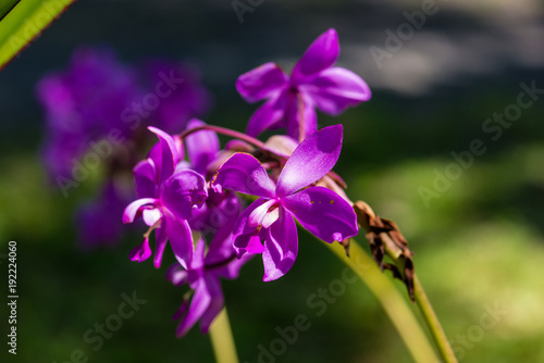 Orchidée coco - Spathoglottis ungriculata - Ile de la Réunion