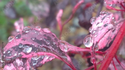 gałązka w deszczu