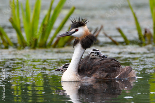 Great crested grebe (Podiceps cristatus)