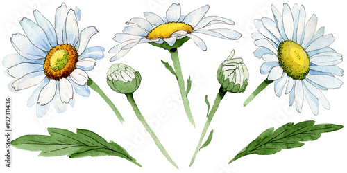 Wildflower chamomile flower in a watercolor style isolated. Full name of the plant: chamomile. Aquarelle wild flower for background, texture, wrapper pattern, frame or border.