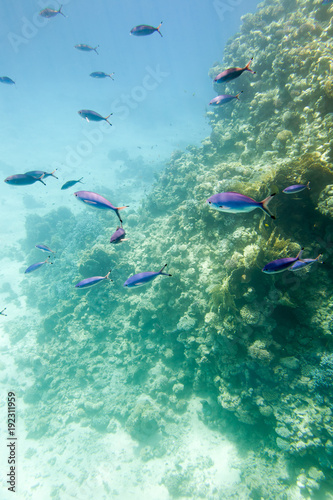 Underwater coral reef.