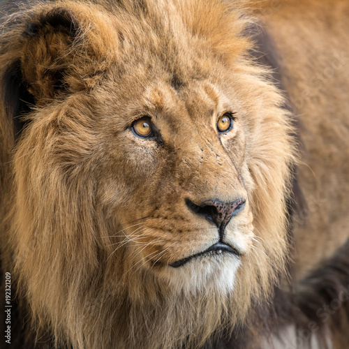 A portrait of a male lion in captivity