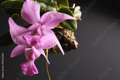 Orchid of the Cattleya walkeriana tipo