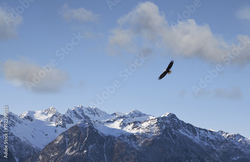 Eagle flying near Alaskan mountains