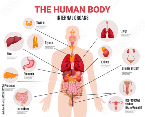 Human Internal Organs Infographic Poster 