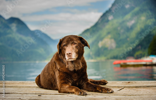 Senior Chocolate Labrador Retriever dog lying down on dock in mountain lake