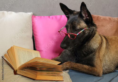 un chien de berger belge malinois lit un livre avec une paire de lunette sur le museau allongé sur des coussins en mode cocooning