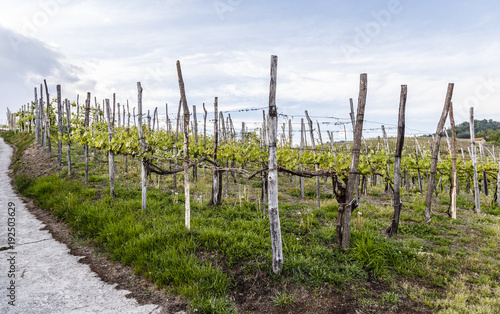 rows of Gattinara