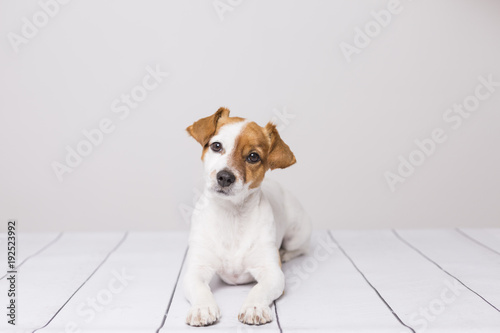 portrait of a cute young small dog lying on the white wood floor, resting and looking at the camera. Pets indoors