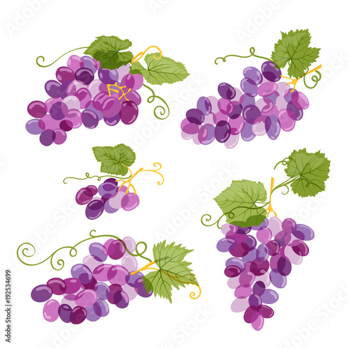 Set of vector grapes vine illustration isolated on white background. Fresh hand drawn grape with green leaves. Design elements for wine label or packaging.