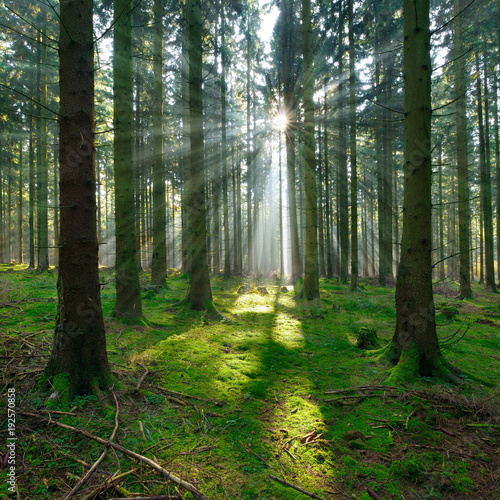 Spruce Tree Forest, Sunbeams through Fog illuminating Moss Covered Forest Floor