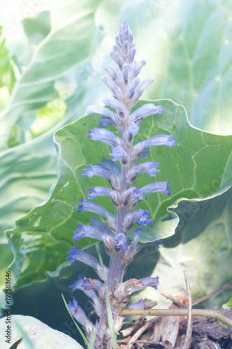 Broomrape (Orobanche ramosa)