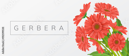 Red gerbera daisy flower bouquet with leaf, and text frame. Horizontal banner, vector illustration for spring and summer design