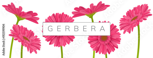  Horizontal banner decoration with pink gerbera daisy flowers and text frame. Vector illustration for spring and summer, isolated on white