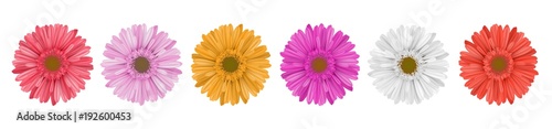 Separate gerbera daisy flower row, for horizontal banner, in different colors. Vector illustration isolated on white 