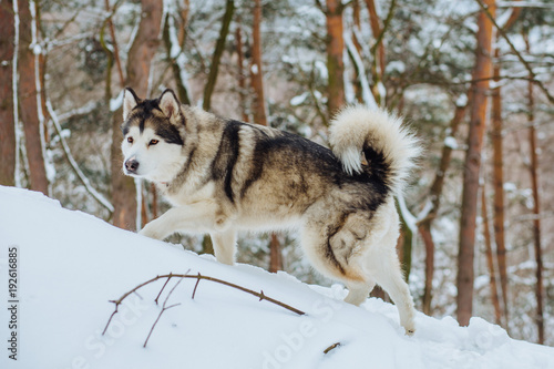 Alaskan malamute husky wolf dog in winter forest outdoor walking on the snow