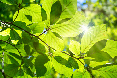 Buchenwald im Sonnenlicht