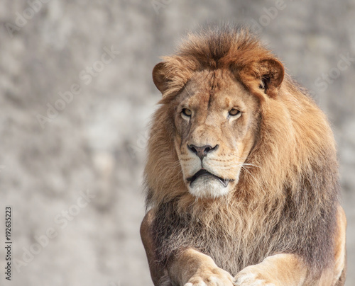 Portret Lwa samca w słońcu