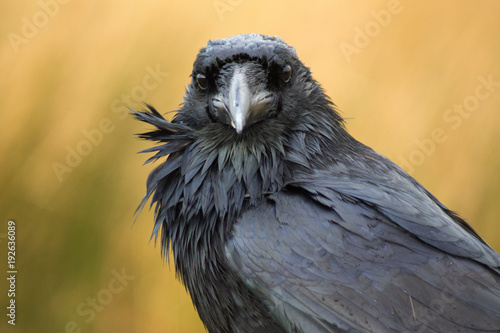 A raven in Dartmoor, UK