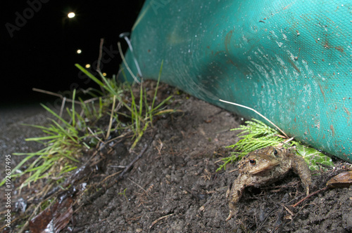 Erdkröte wandert an einem Krötenzaun - common toad