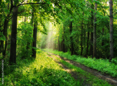 spring forest. a misty morning in a picturesque forest. Sun rays