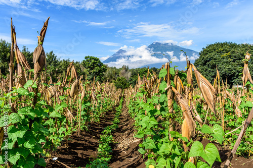 Looking along rows of corn & beans to two volcanoes: Fuego volcano & Acatenango volcano in morning light, Guatemala, Central America