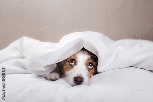 Dog in bed. Jack Russell Terrier