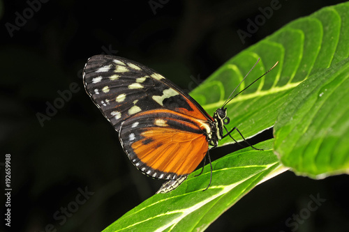 tropischer Tagfalter (Heliconius hecale) auf einem Blatt