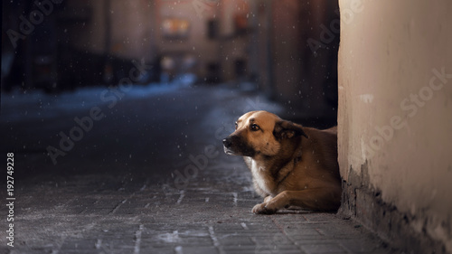 A stray dog in the city. Night on the street