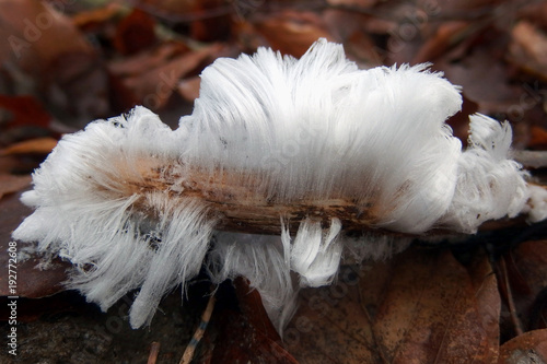 Niezwykłe zjawisko przyrodnicze - lodowe włosy na drewnie wyglądające jak włosy anielskie.. Za ten proces krystalizacji odpowiada grzyb Exidiopsis effusa.
