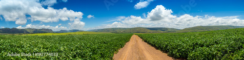 soybean plantation road montain brazil
