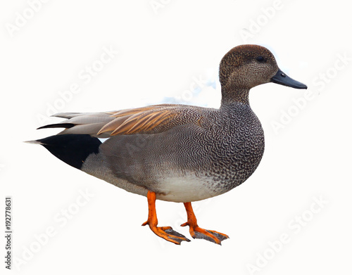 Male Gadwall Duck Isolated on White