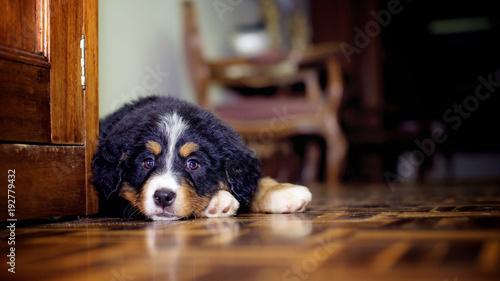Tender bernese mountain dog puppy lying on the floor