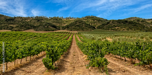 Vineyard in La Rioja with mountain and blue sky