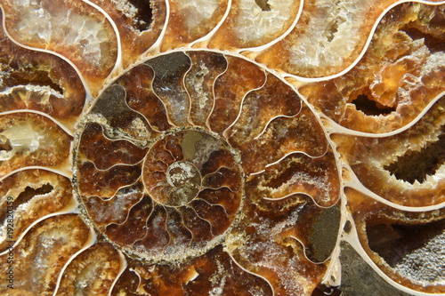 Ammonite