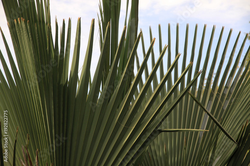 zielone liście palmy o wachlarzowatym kształcie z bliska