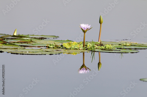 kwiat pączek i liście lilii wodnej oraz ich odbicie lustrzane na gładkiej tafli wody