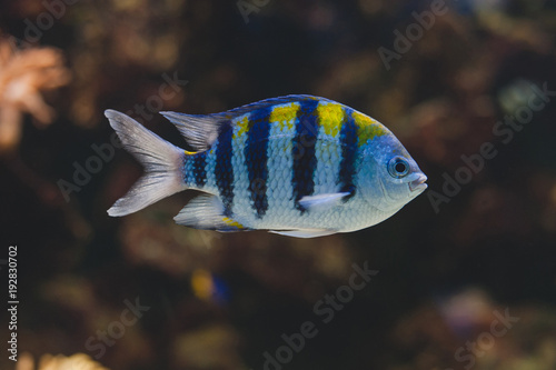 Aquarium fish - sergeant major or píntano. Abudefduf saxatilis.