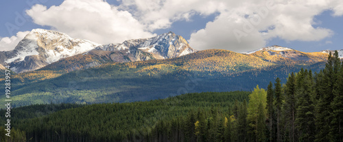 Autumn Larch Trees in Banff National Park near Lake Louise