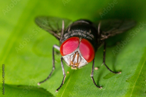red eye fly macro Close up