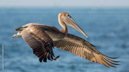 Brown pelican in flight (Pelecanus occidentalis), Estero Lagoon, Florida