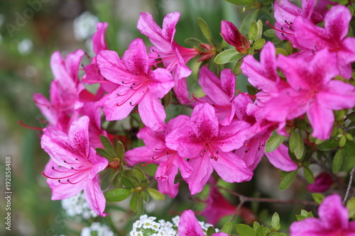 Fleurs d'Azalée du Japon variété Purple splendor gros plan