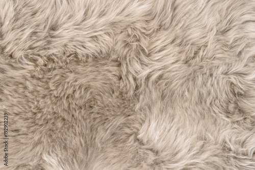 Natural sheepskin rug background texture sheep fur