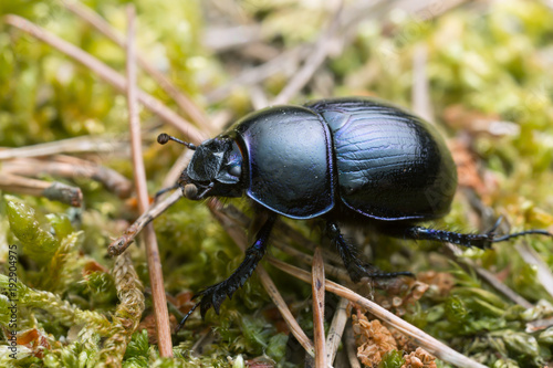 Macro photo of a dor beetle, Geotrupes stercorosus 