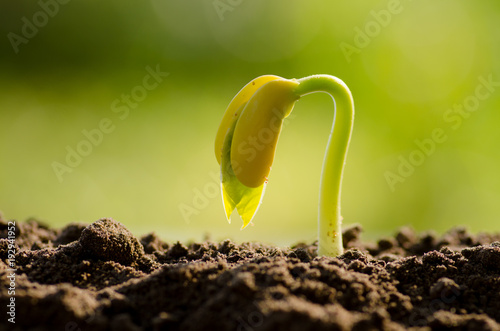 Nut Seed Germination with nature Green background