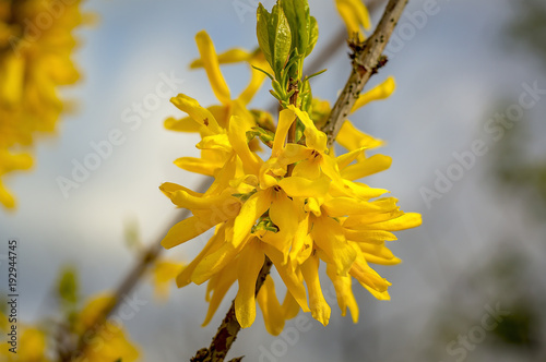 Frueh Jahr Forsythie im Garten Gold Regen Lenz Strauch zu Oster