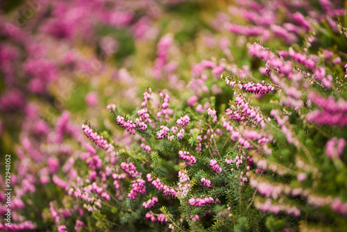 Winter Heath (Erica carnea) in park,